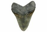 Serrated, Fossil Megalodon Tooth - North Carolina #274777-1